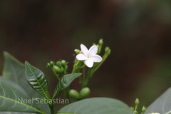 Rauvolfia densiflora